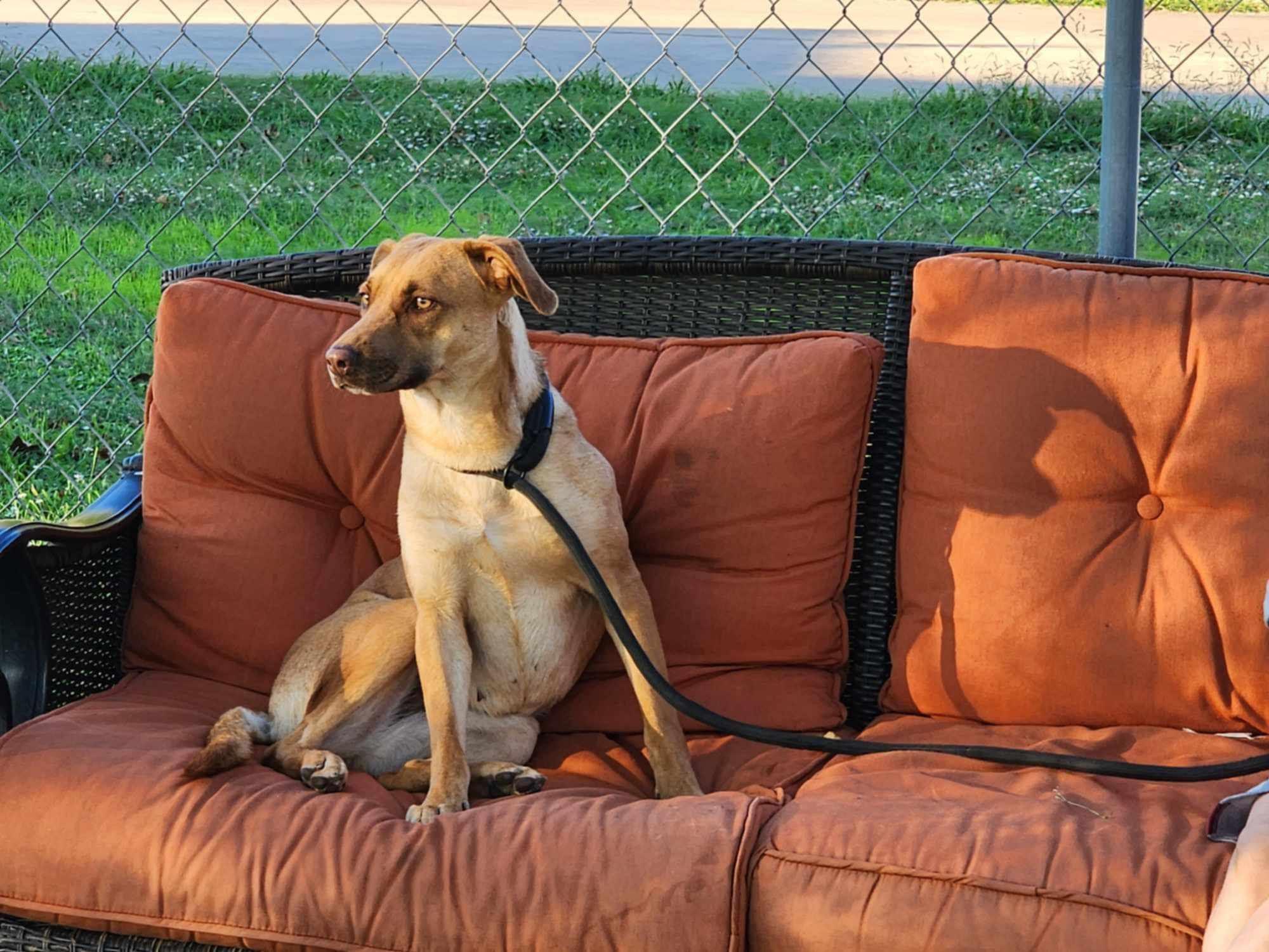 Ashley, a Adoptable mixed breed in PEARLAND, TX image 1/4