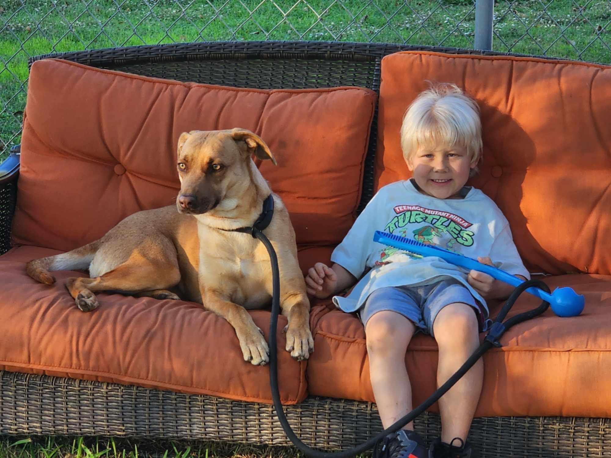 Ashley, a Adoptable mixed breed in PEARLAND, TX image 2/4