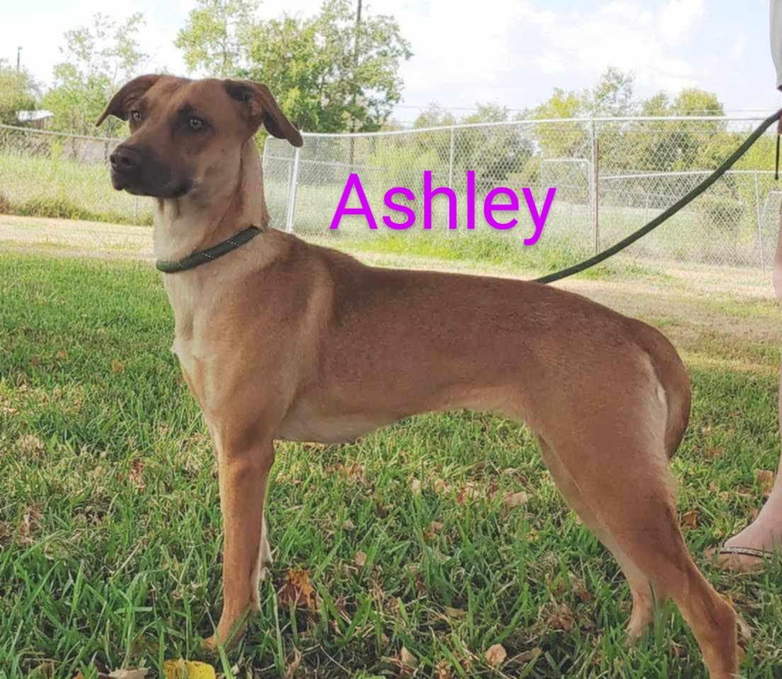 Ashley, a Adoptable mixed breed in PEARLAND, TX image 3/4