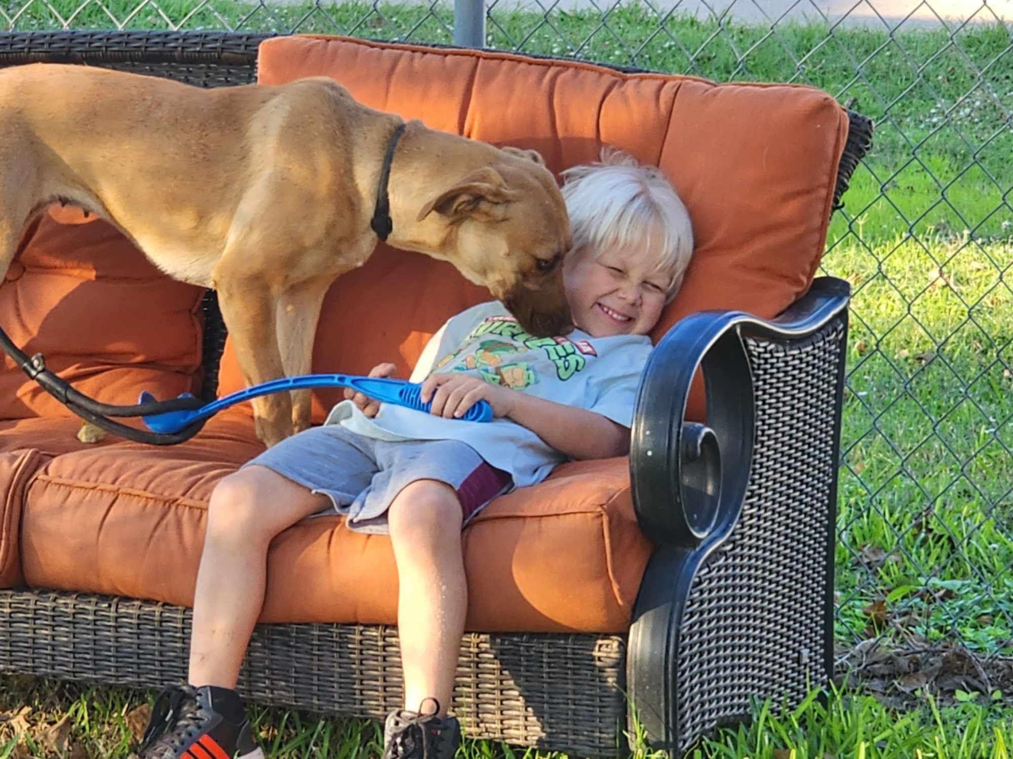 Ashley, a Adoptable mixed breed in PEARLAND, TX image 4/4