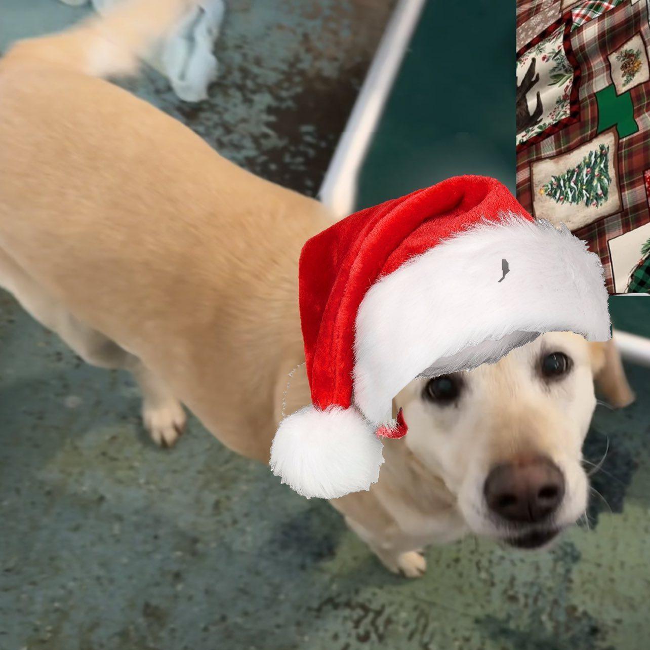 Enlarge Lu Lu, a Adoptable Mixed Breed in Heuvelton, NY image 2/5