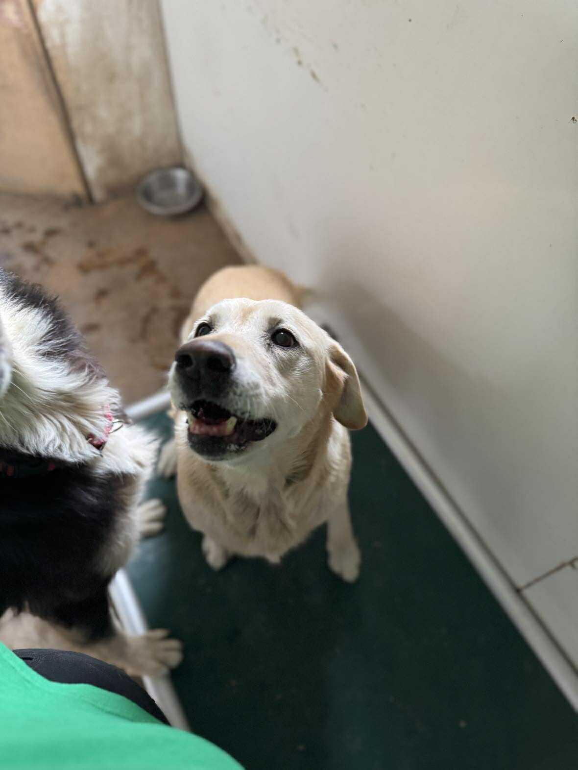 Enlarge Lu Lu, a Adoptable Mixed Breed in Heuvelton, NY image 3/5