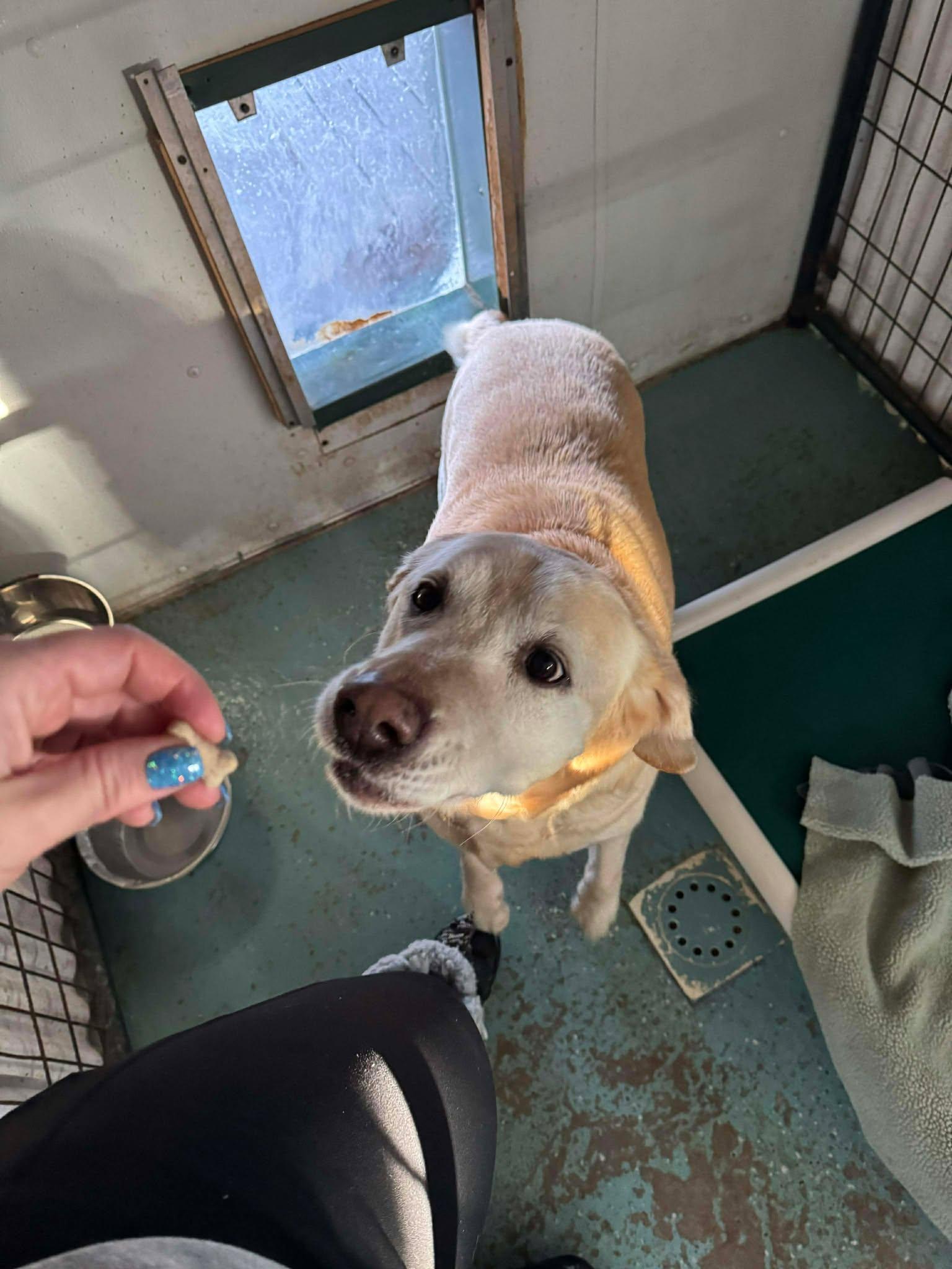 Enlarge Lu Lu, a Adoptable Mixed Breed in Heuvelton, NY image 4/5