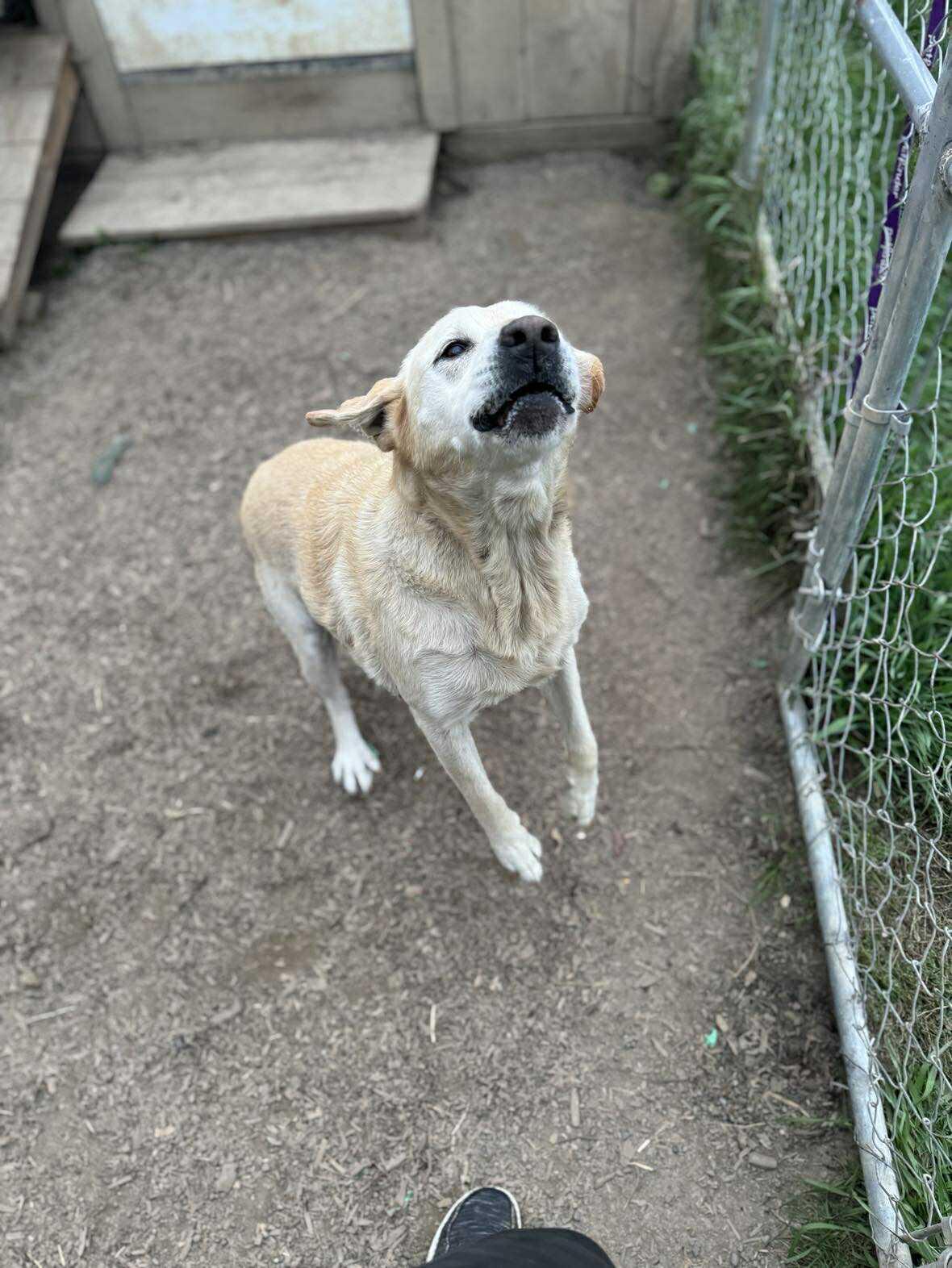 Enlarge Lu Lu, a Adoptable Mixed Breed in Heuvelton, NY image 1/5
