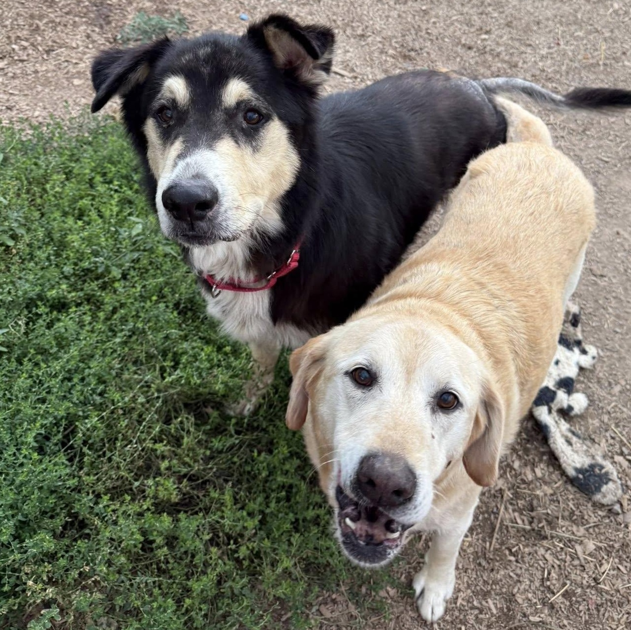 Lu Lu and Jaxson, Adoptable, Senior Female Mixed Breed.