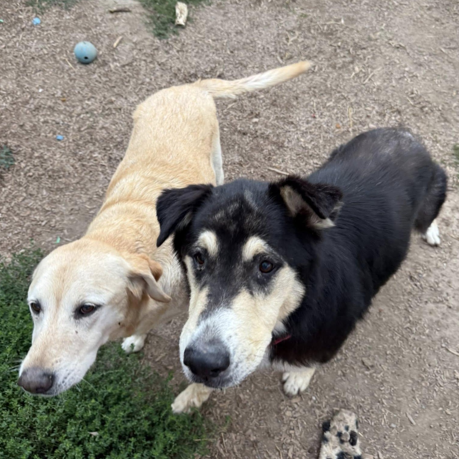 Lu Lu and Jaxson, a Adoptable Mixed Breed in Heuvelton, NY image 2/2