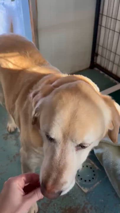 Enlarge Lu Lu, a Adoptable Mixed Breed in Heuvelton, NY video 5/5