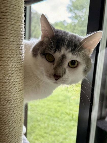 Enlarge Hyde, a Adoptable Domestic Short Hair in Midland, VA image 1/1