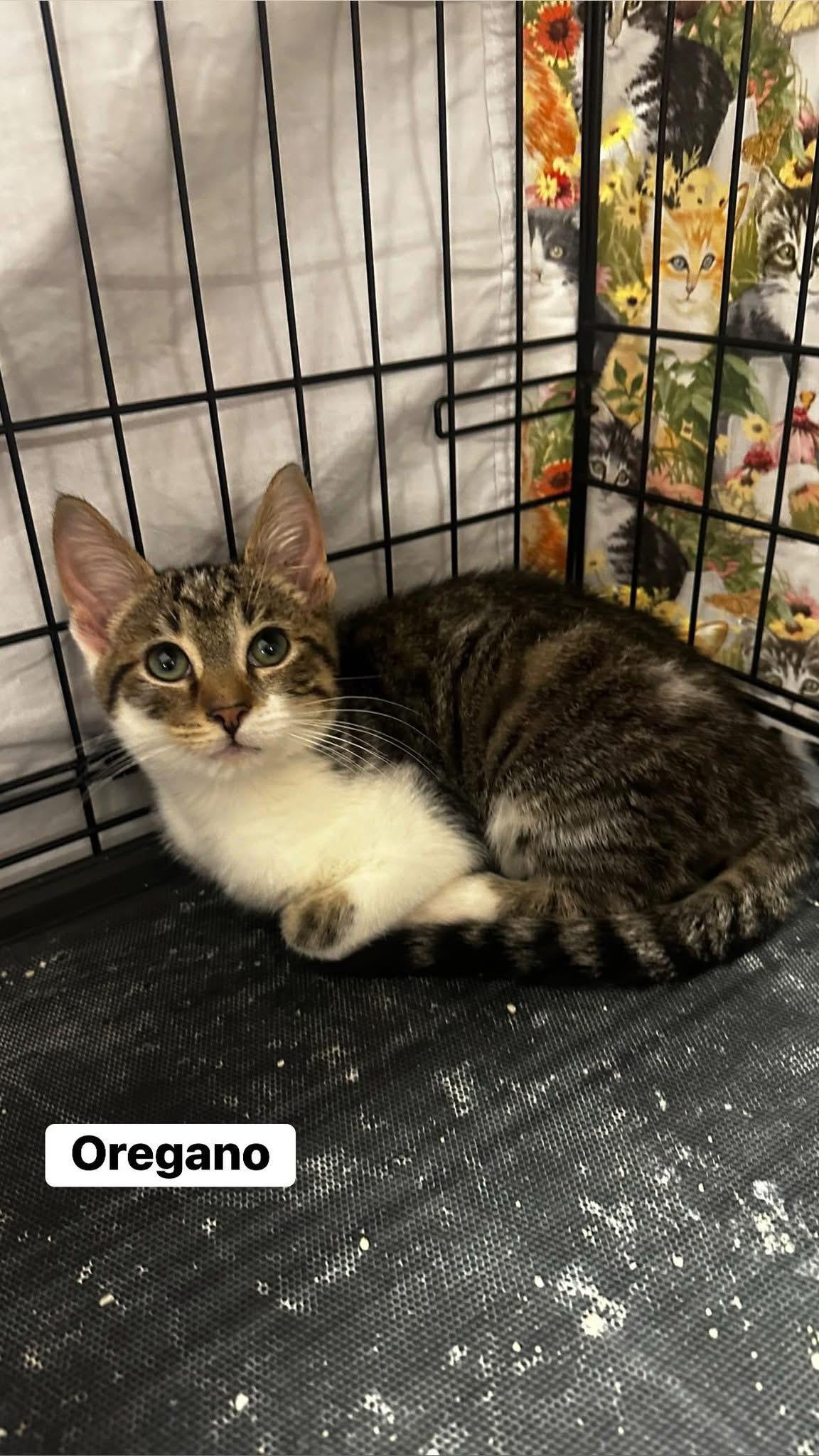 Enlarge Oregano , an adopted Domestic Short Hair in Highland, IN image 1/1