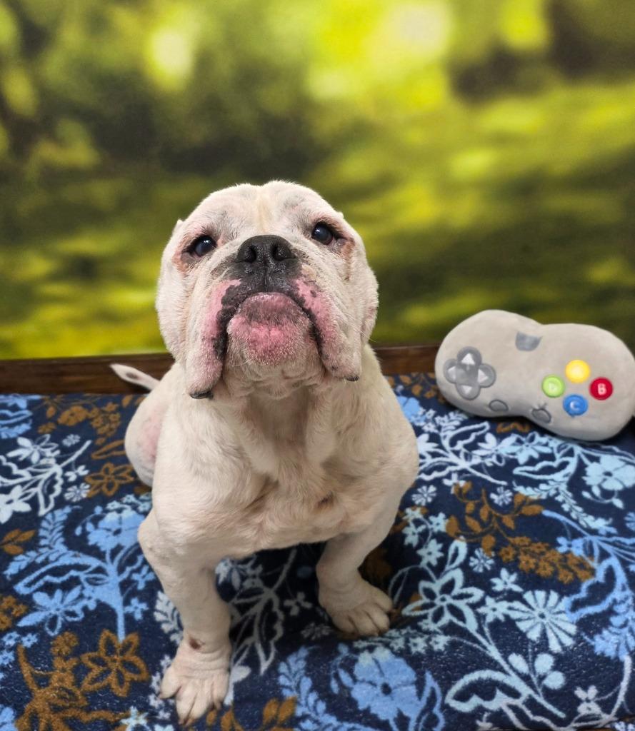 Enlarge Granite / Dugan, a Adoptable English Bulldog in Little Rock, AR image 1/2