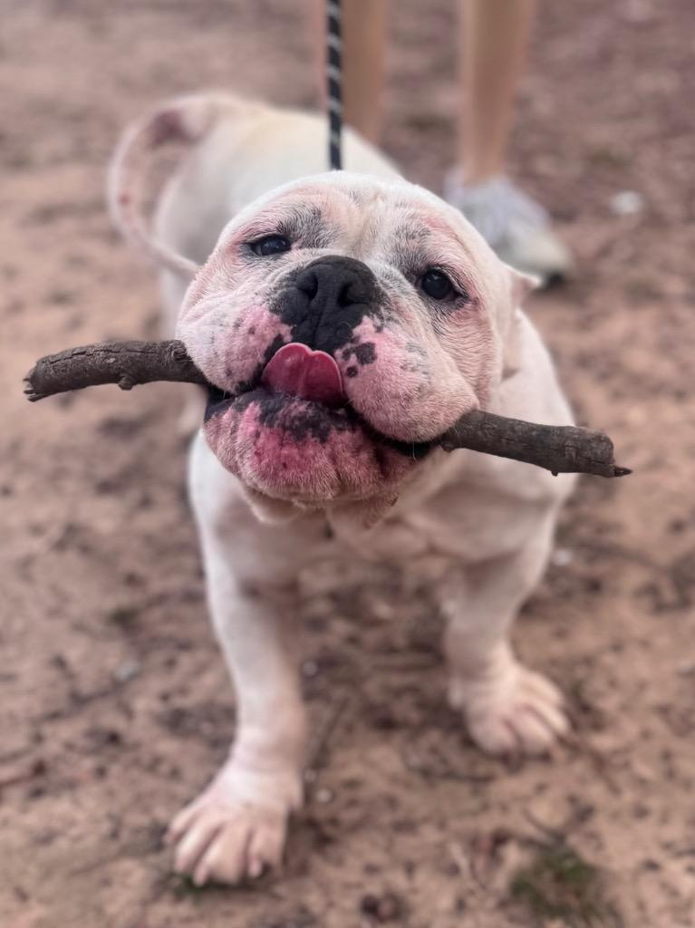 Enlarge Granite / Dugan, a Adoptable English Bulldog in Little Rock, AR image 2/2