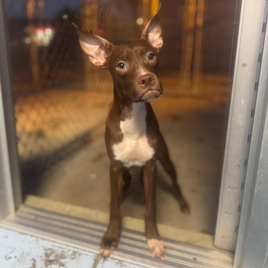 Enlarge Coffee, a Adoptable mixed breed in Mankato, MN image 1/2