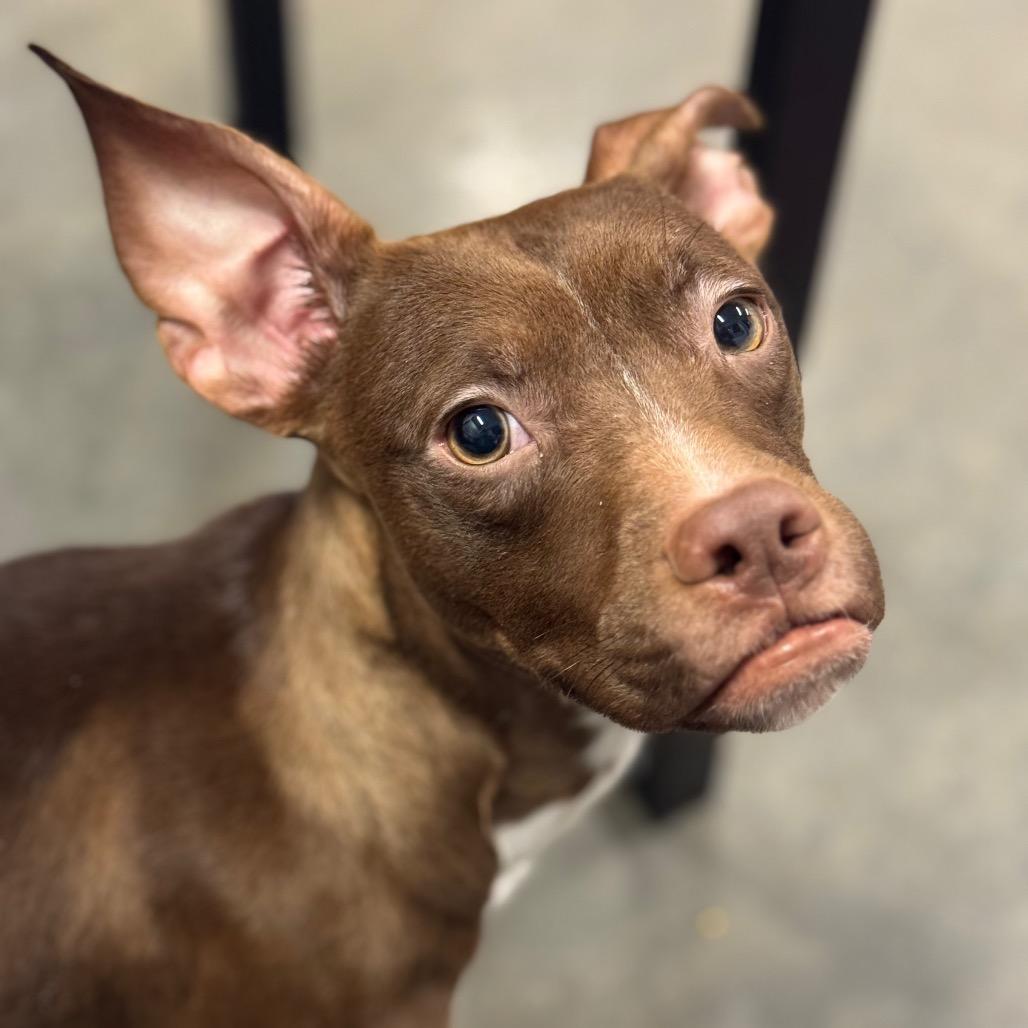 Enlarge Coffee, a Adoptable mixed breed in Mankato, MN image 2/2