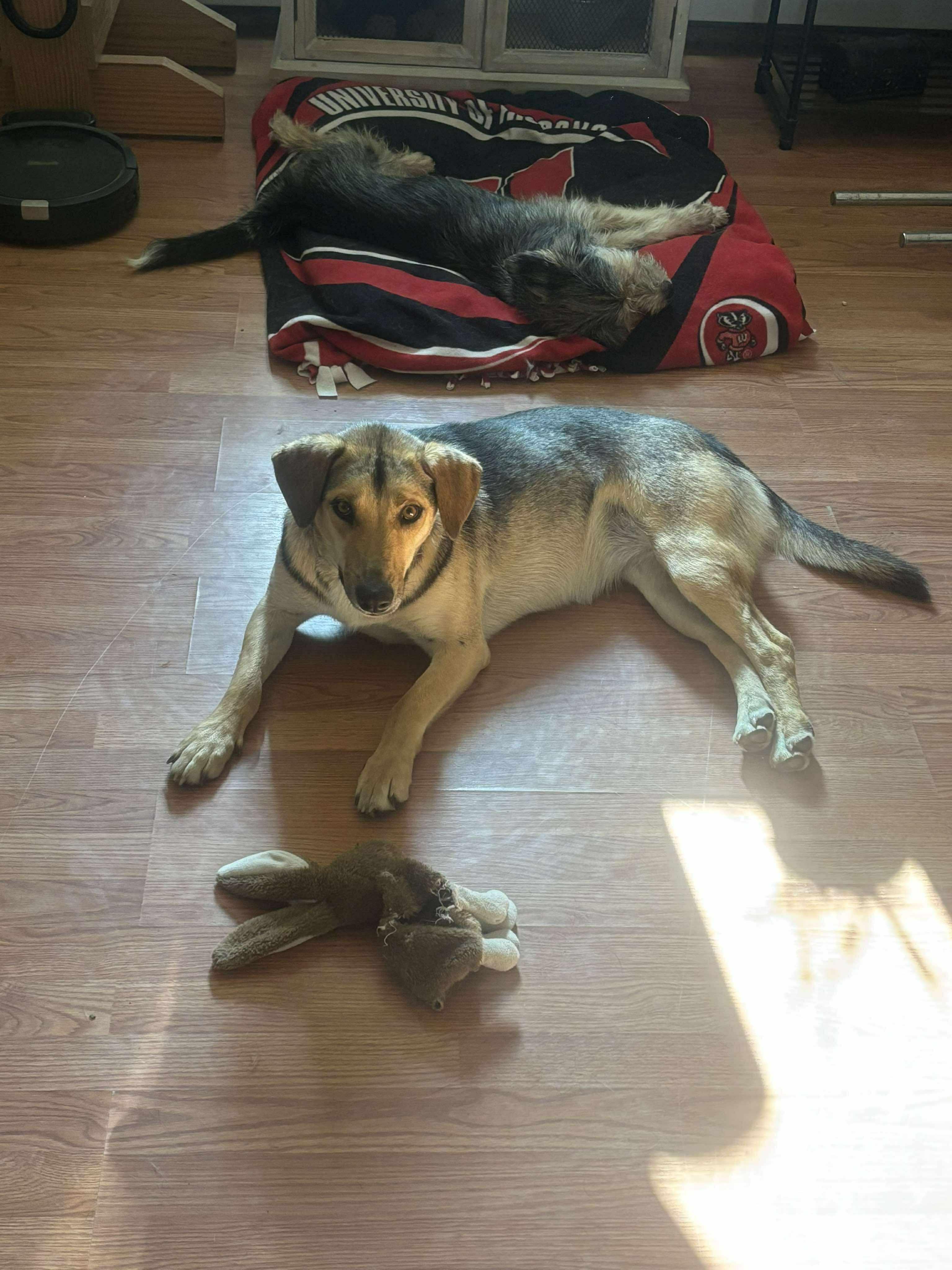 Biscuit, a Adoptable mixed breed in Sterling, CO image 1/4