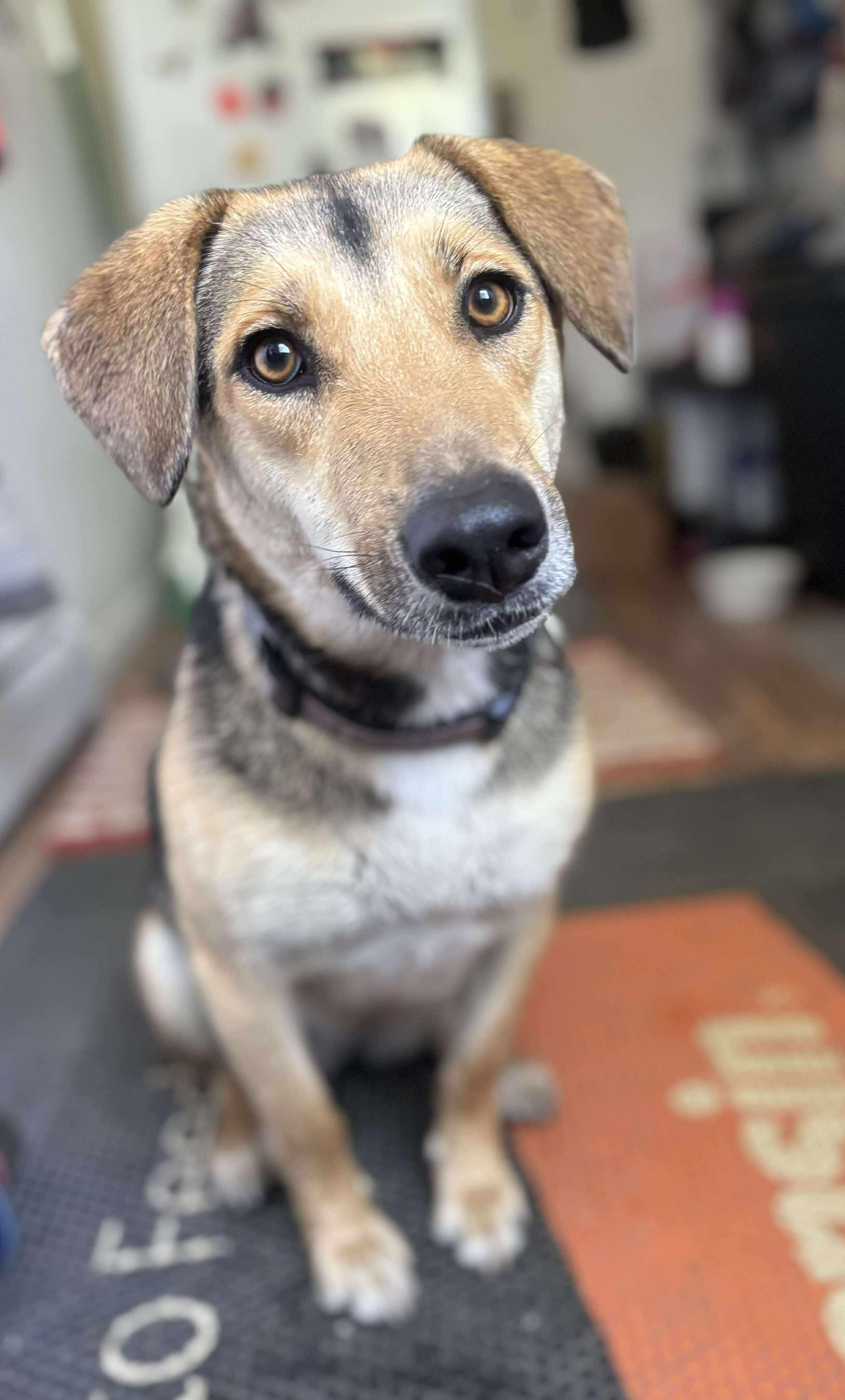 Biscuit, a Adoptable mixed breed in Sterling, CO image 2/4