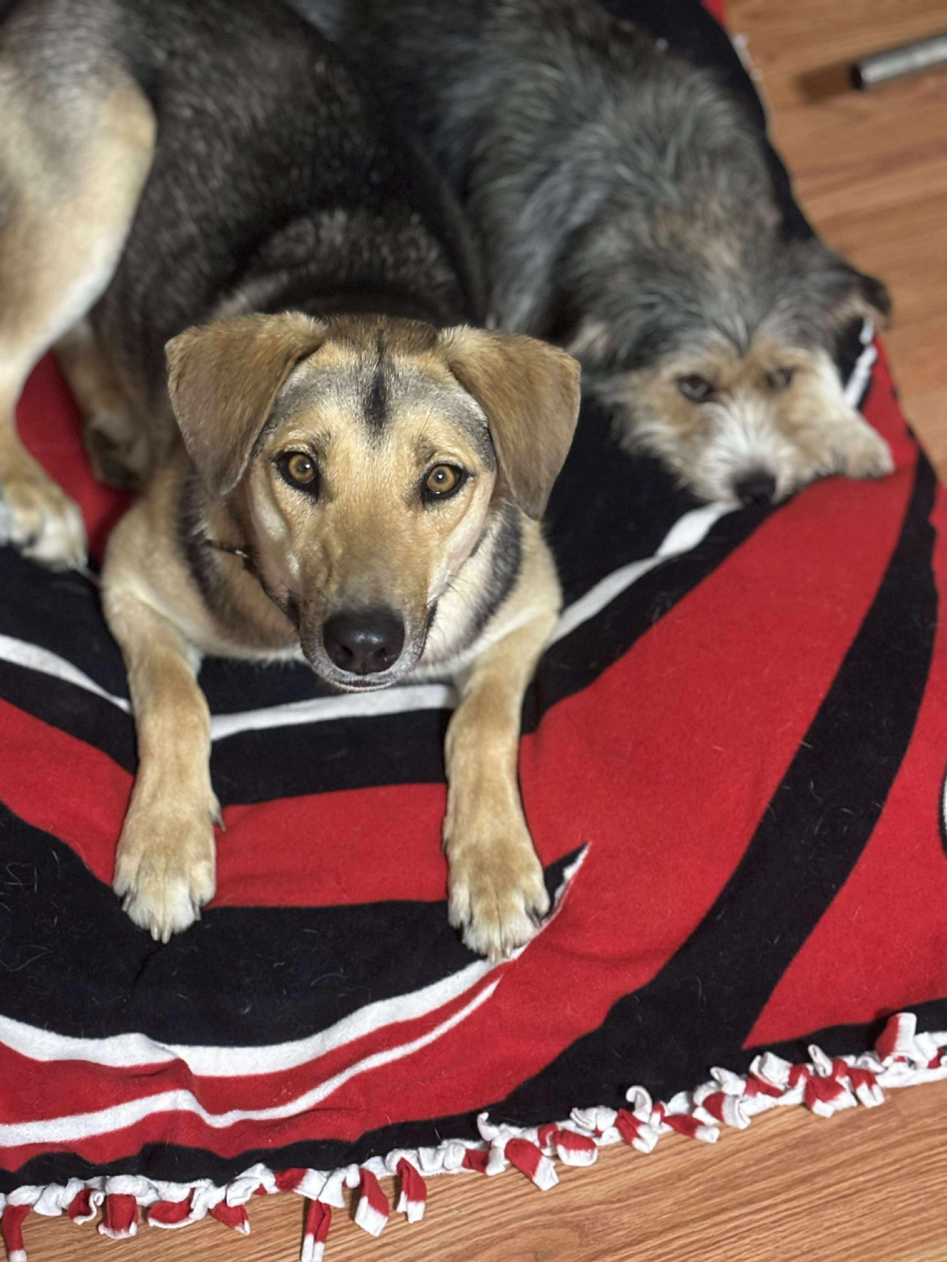 Biscuit, a Adoptable mixed breed in Sterling, CO image 3/4