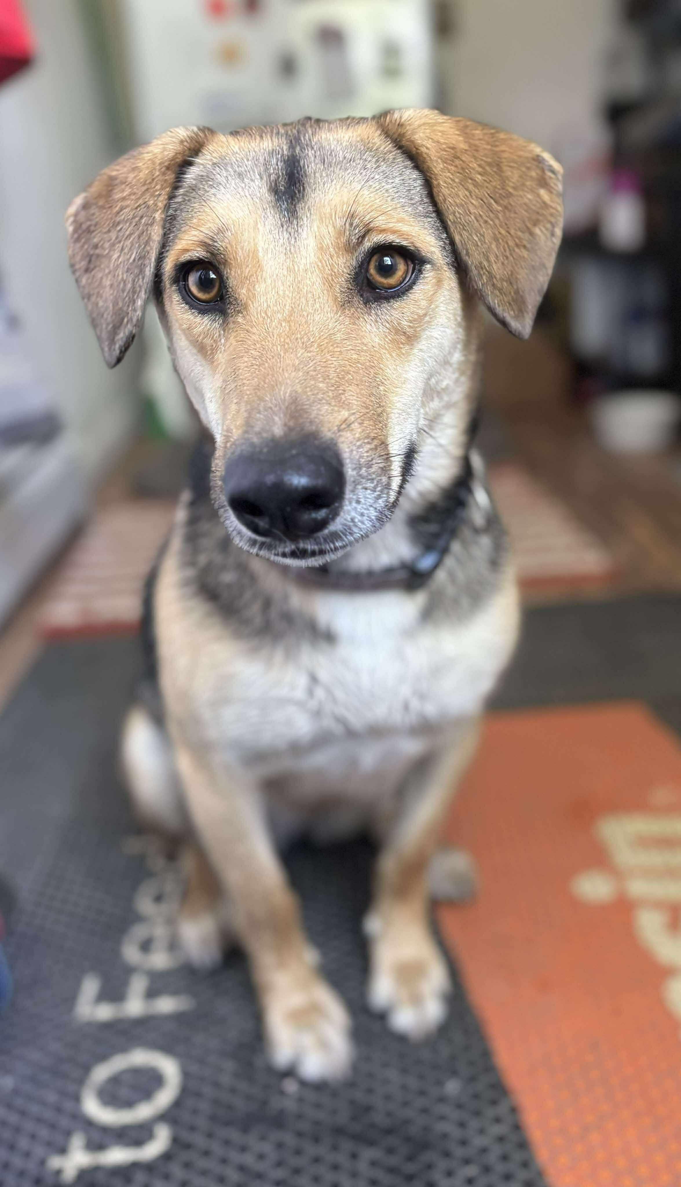 Biscuit, an adoptable Beagle, Husky in Sterling, CO, 80751 | Photo Image 2