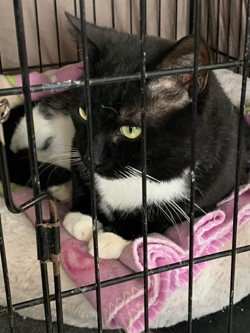 Enlarge Gizmo, a Adoptable Domestic Short Hair in Acushnet, MA image 4/5