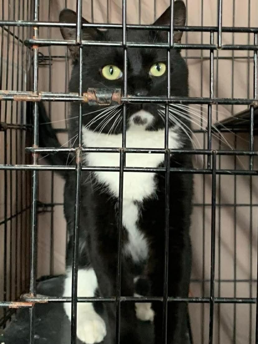 Enlarge Gizmo, a Adoptable Domestic Short Hair in Acushnet, MA image 3/5
