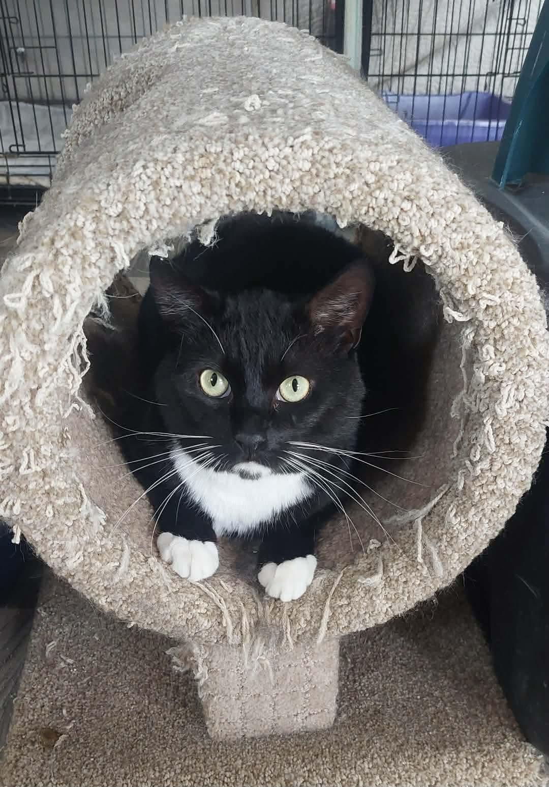 Gizmo, Adoptable, Adult Male Domestic Short Hair.