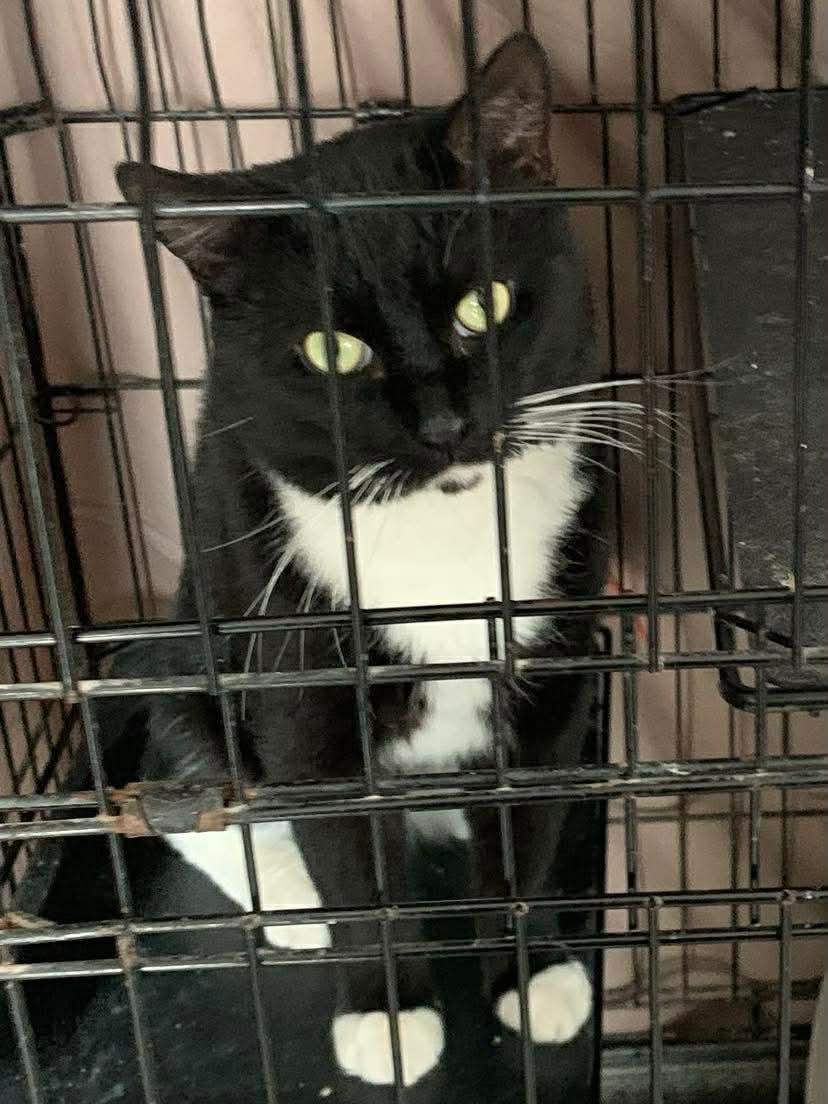 Enlarge Gizmo, a Adoptable Domestic Short Hair in Acushnet, MA image 2/5