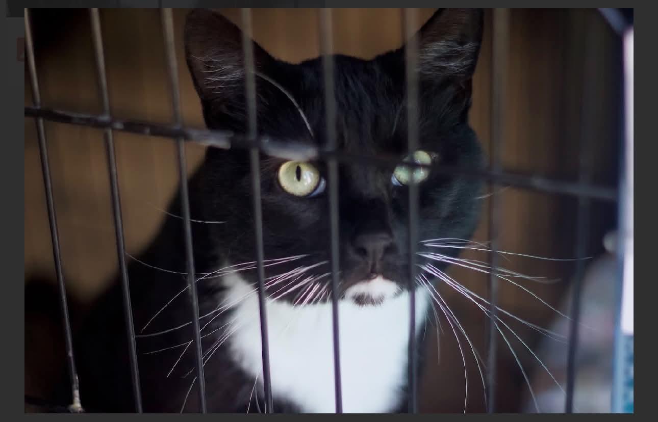 Enlarge Gizmo, a Adoptable Domestic Short Hair in Acushnet, MA image 5/5