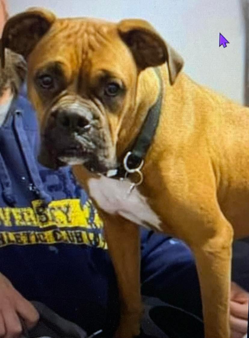 Sebastian, Adopted, Young Male Boxer.