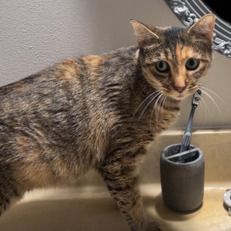 Priscilla, a ADOPTABLE Tabby in Marshfield , WI image 2/4