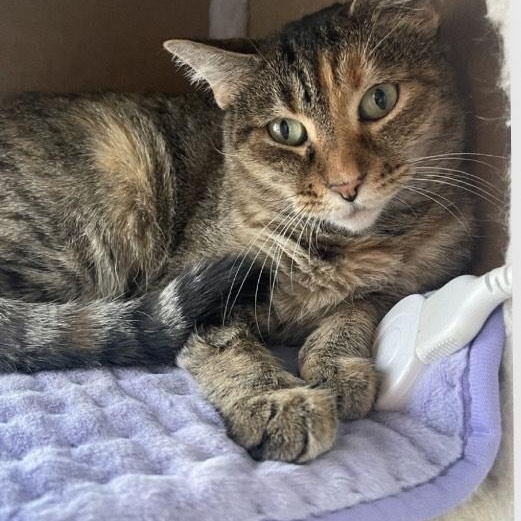 Priscilla, a ADOPTABLE Tabby in Marshfield , WI image 1/4