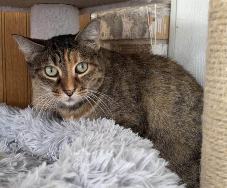 Priscilla, a ADOPTABLE Tabby in Marshfield , WI image 4/4