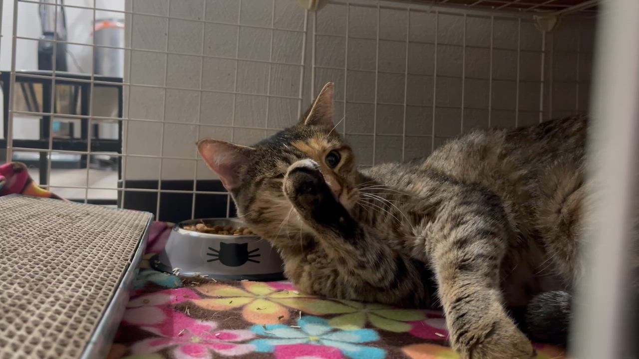 Enlarge Priscilla, a ADOPTABLE Tabby in Marshfield , WI video 3/4