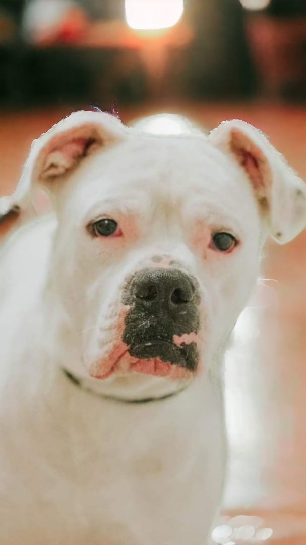 Mitch, Adult Male American Bulldog