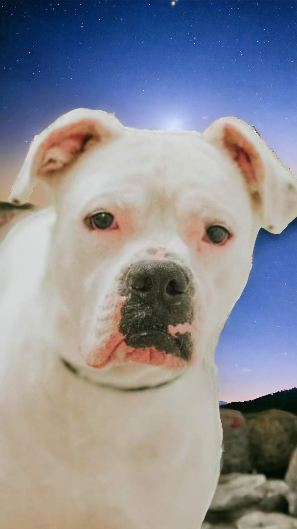 Mitch, an adoptable American Bulldog in Ravenna, KY, 40472 | Photo Image 3