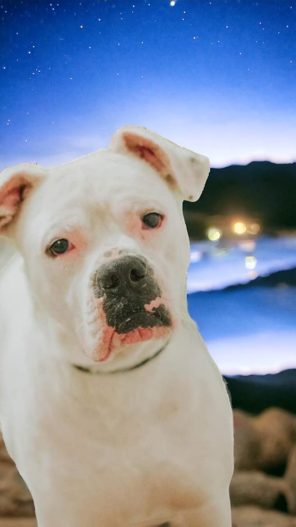 Mitch, an adoptable American Bulldog in Ravenna, KY, 40472 | Photo Image 2