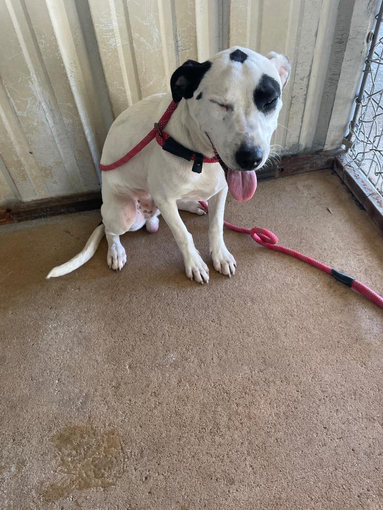 Enlarge Pistachio, a Adoptable Hound in Ada, OK image 1/2