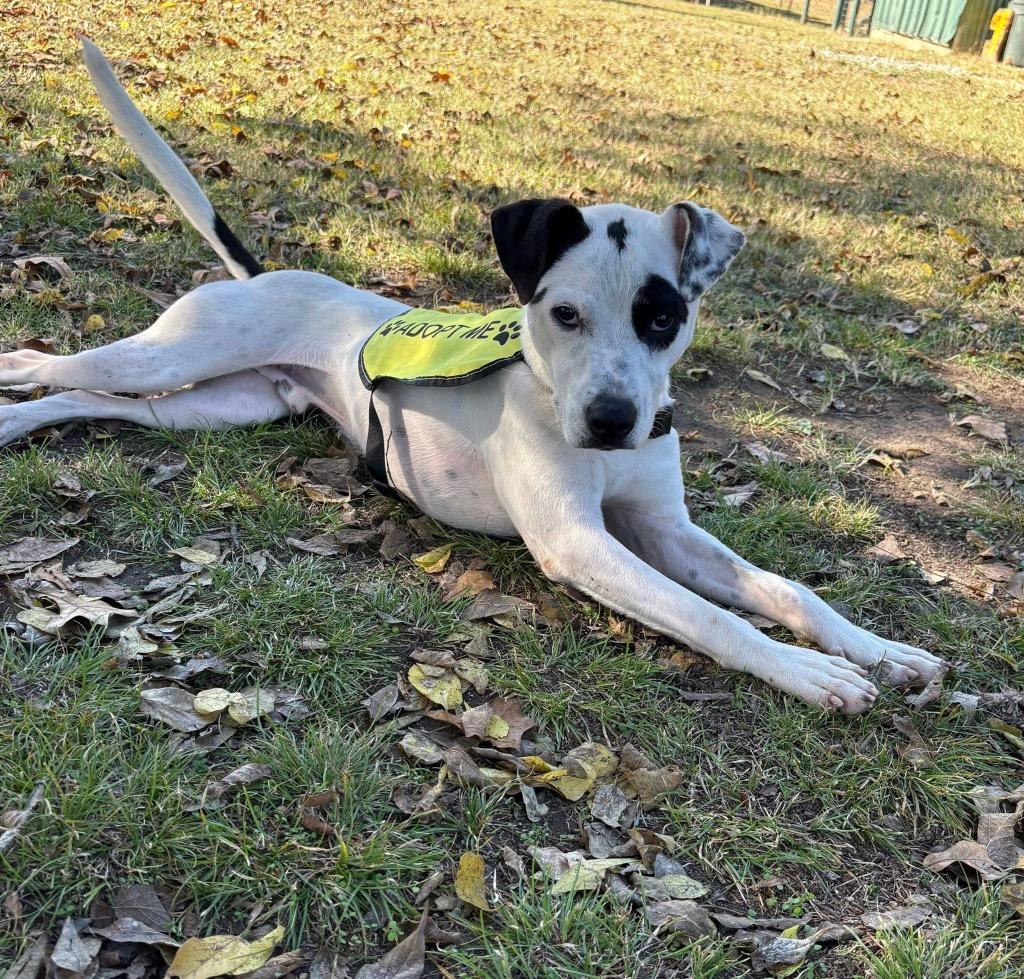 Enlarge Pistachio, a Adoptable Hound in Ada, OK image 2/2