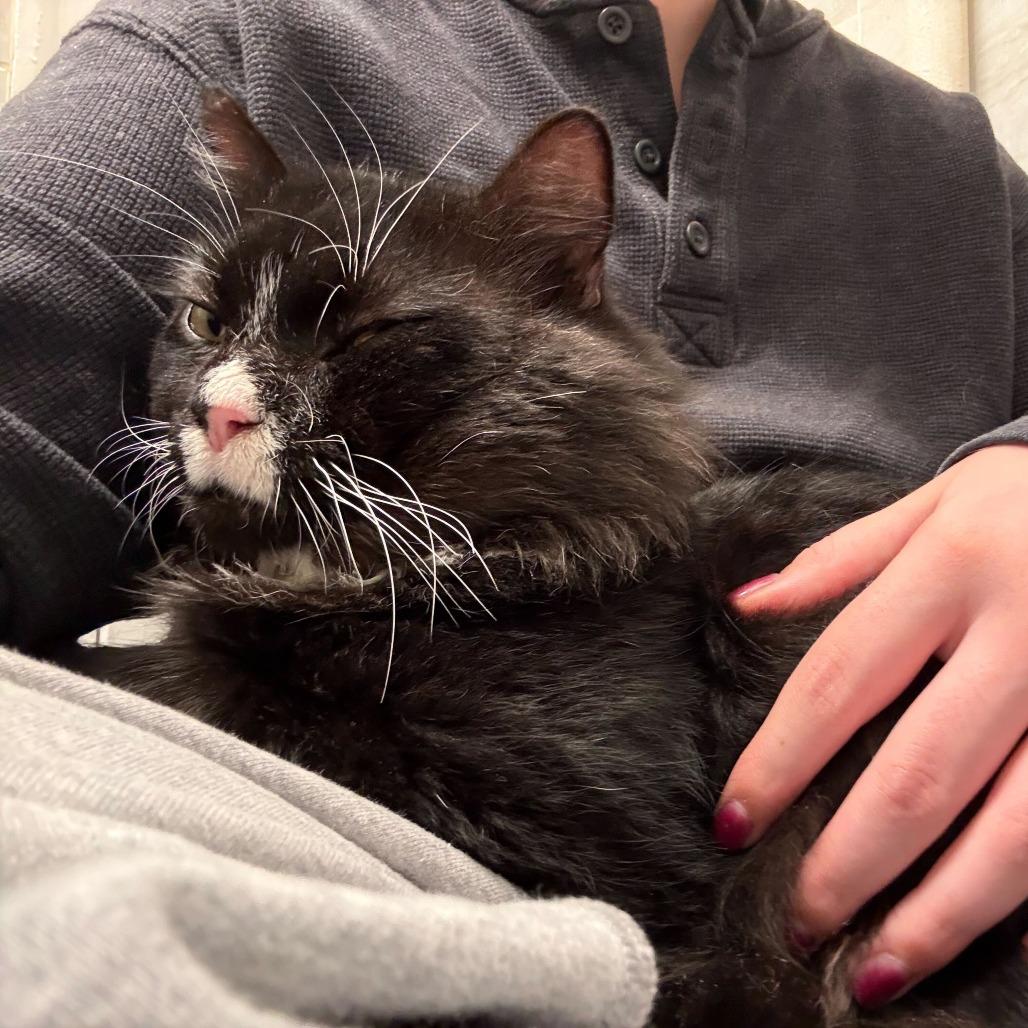 Biff, Adoptable, Adult Male Domestic Long Hair.