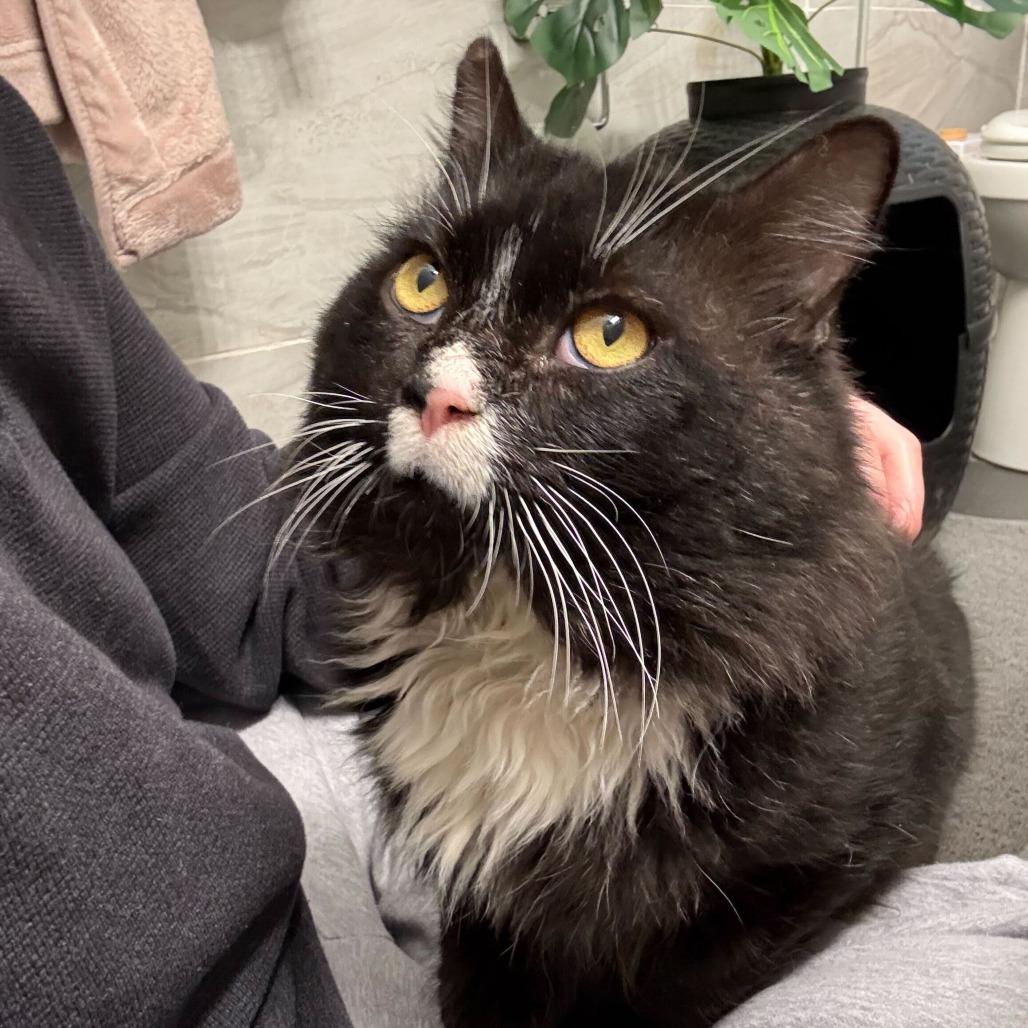 Enlarge Biff, a Adoptable Domestic Long Hair in Belleville, IL image 2/3