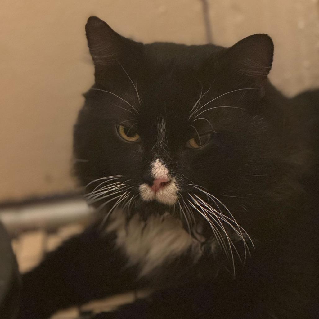 Enlarge Biff, a Adoptable Domestic Long Hair in Belleville, IL image 3/3