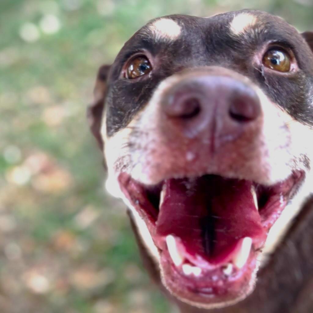 REIGN, Adoptable, Adult Female Siberian Husky & Labrador Retriever.