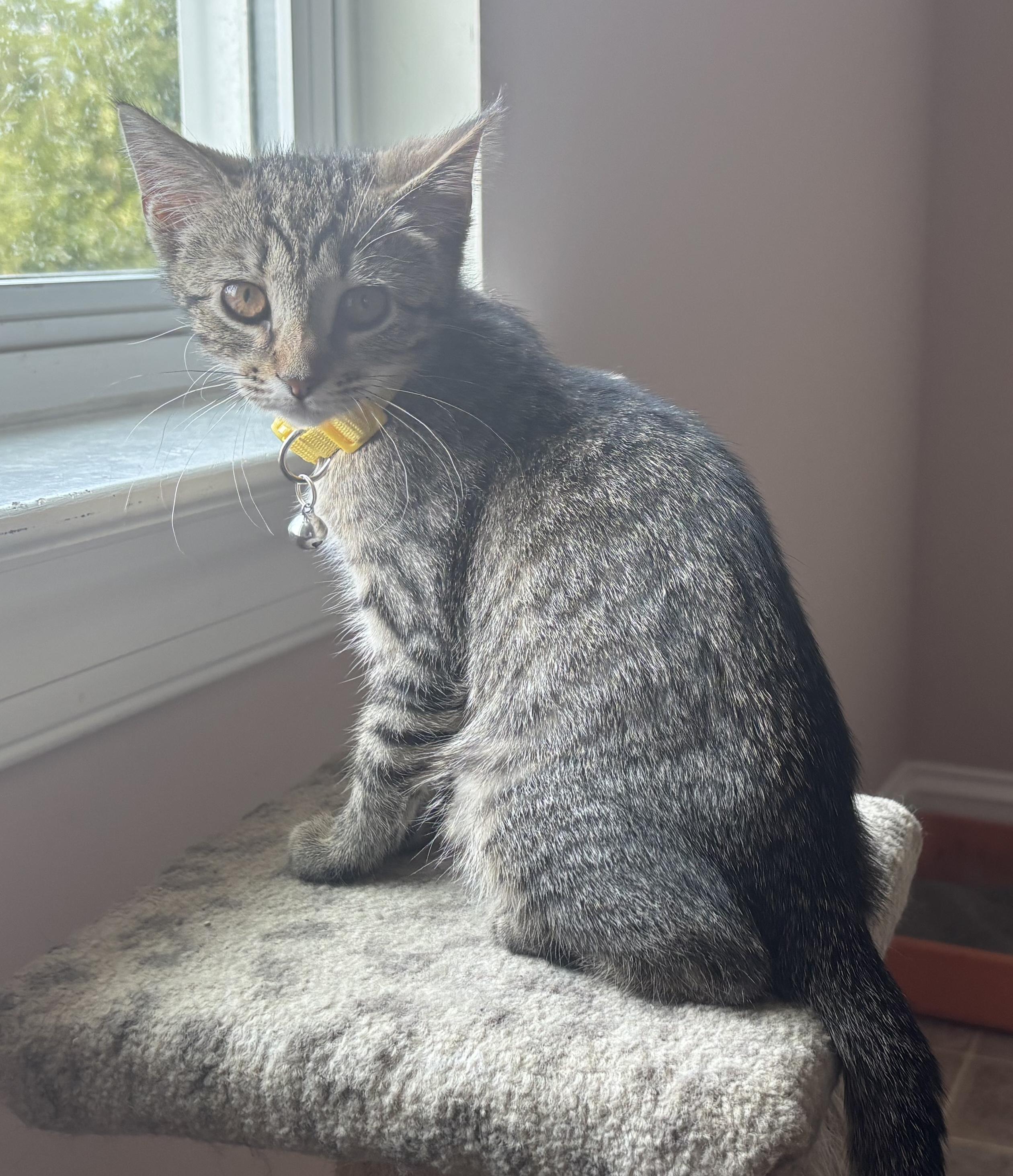 Enlarge Sunny, a ADOPTABLE Domestic Short Hair in Breinigsville, PA image 1/1