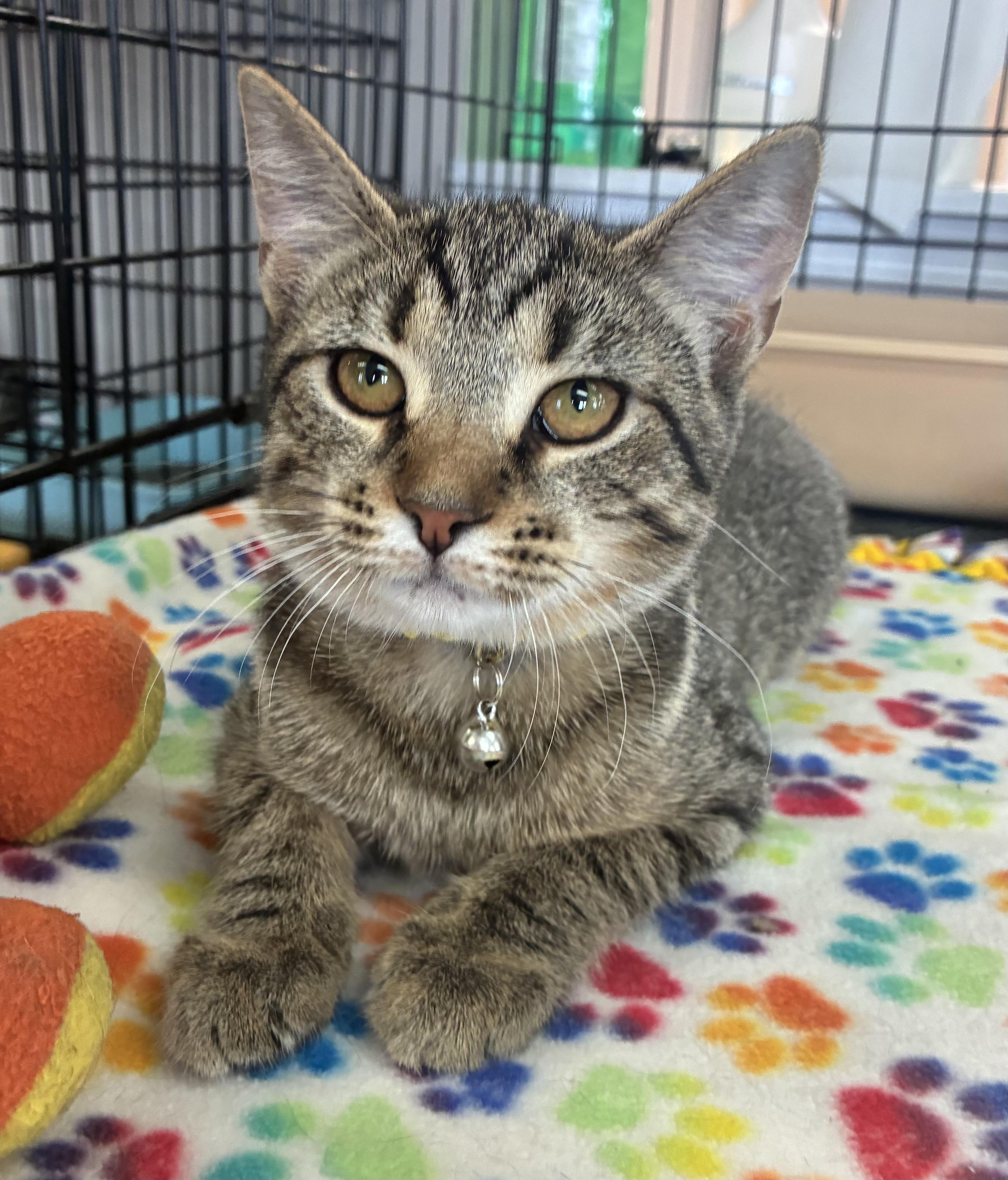 Enlarge Sunny, a Adoptable Domestic Short Hair in Breinigsville, PA image 1/3