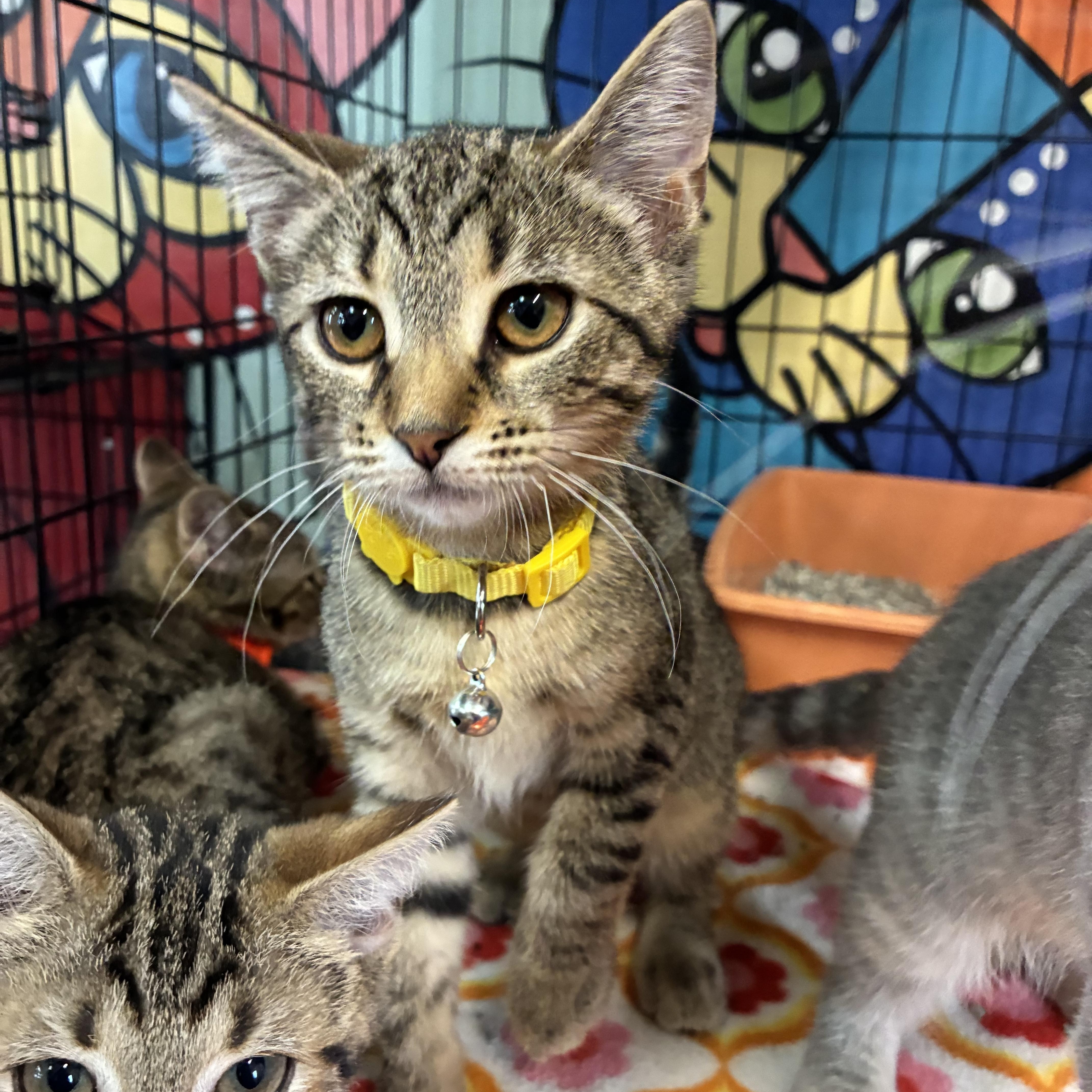 Enlarge Sunny, a ADOPTABLE Domestic Short Hair in Breinigsville, PA image 1/2