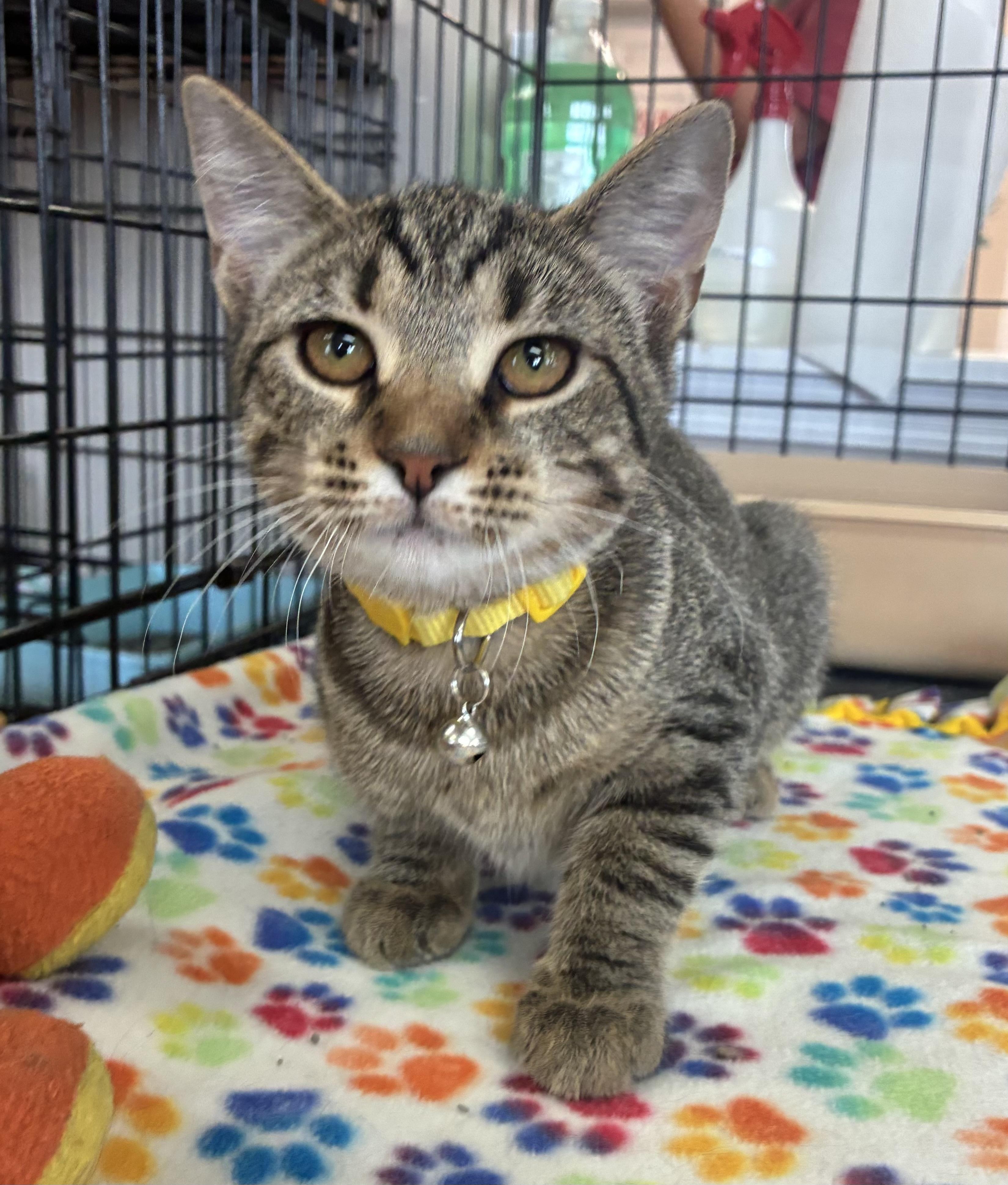 Enlarge Sunny, a Adoptable Domestic Short Hair in Breinigsville, PA image 2/3