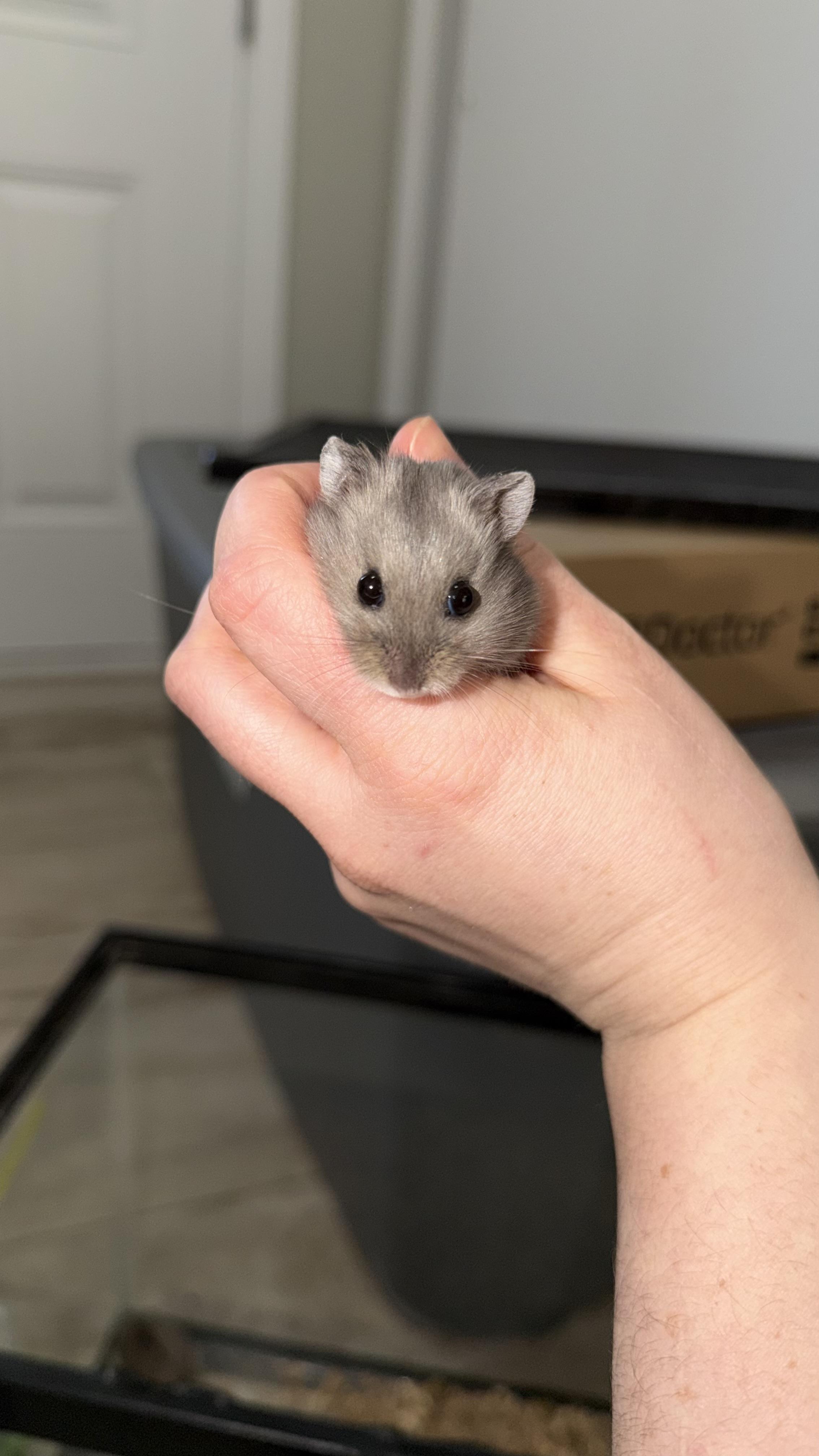 Chestnut, Adoptable, Young Male Dwarf Hamster.
