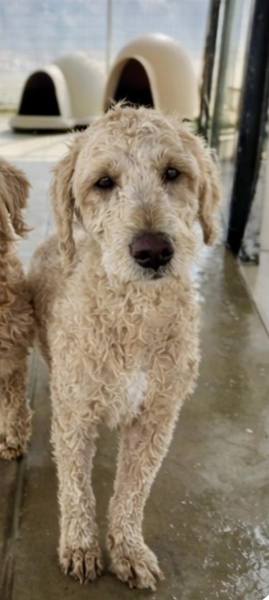 Enlarge Elvis, an adopted mixed breed in Littlerock, CA image 1/1