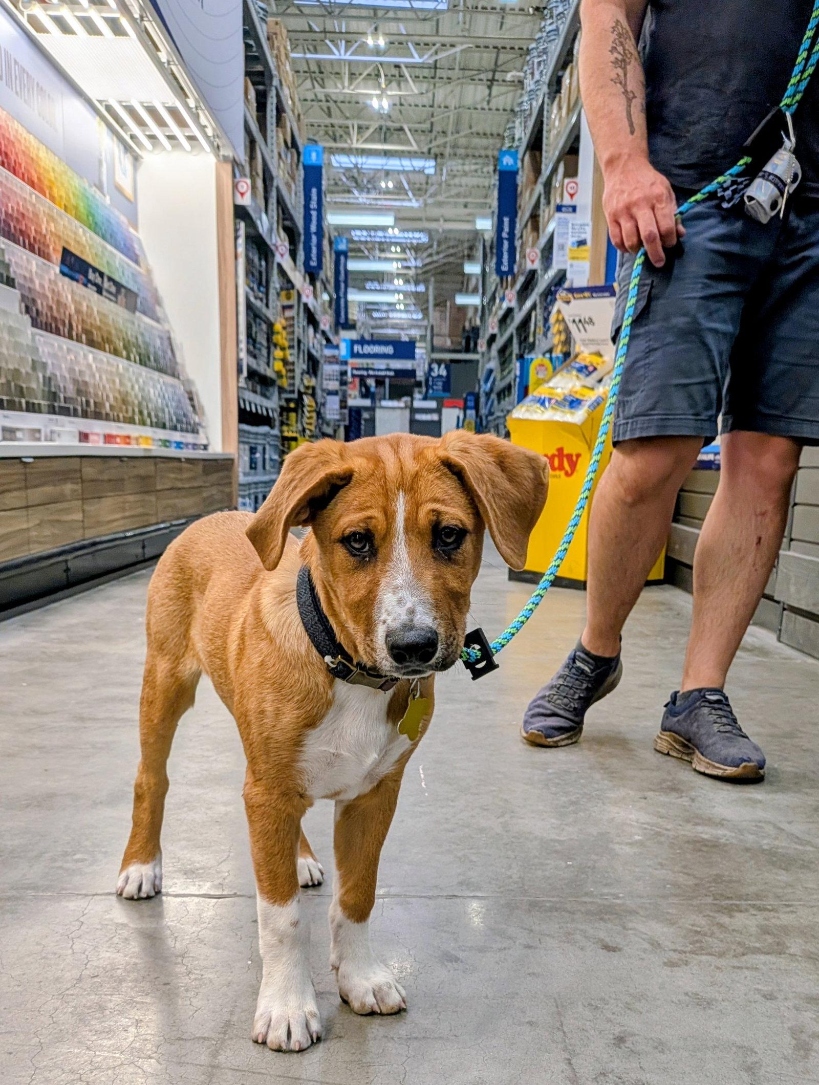 Brodiaea, Adoptable, Young Male Australian Cattle Dog / Blue Heeler.