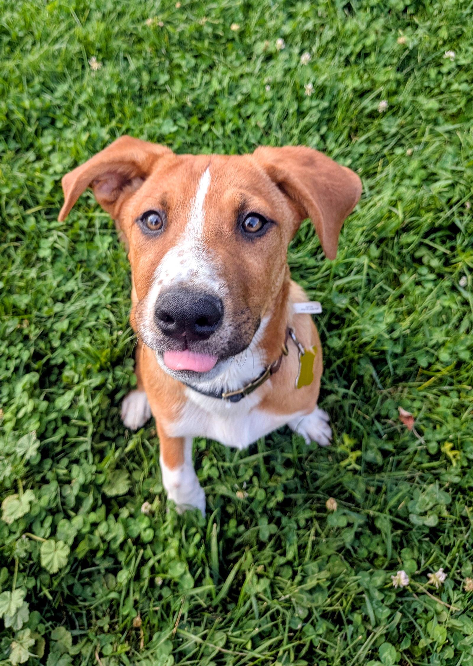 Brodiaea, a Adoptable Australian Cattle Dog / Blue Heeler in Salt Lake City, UT image 2/3