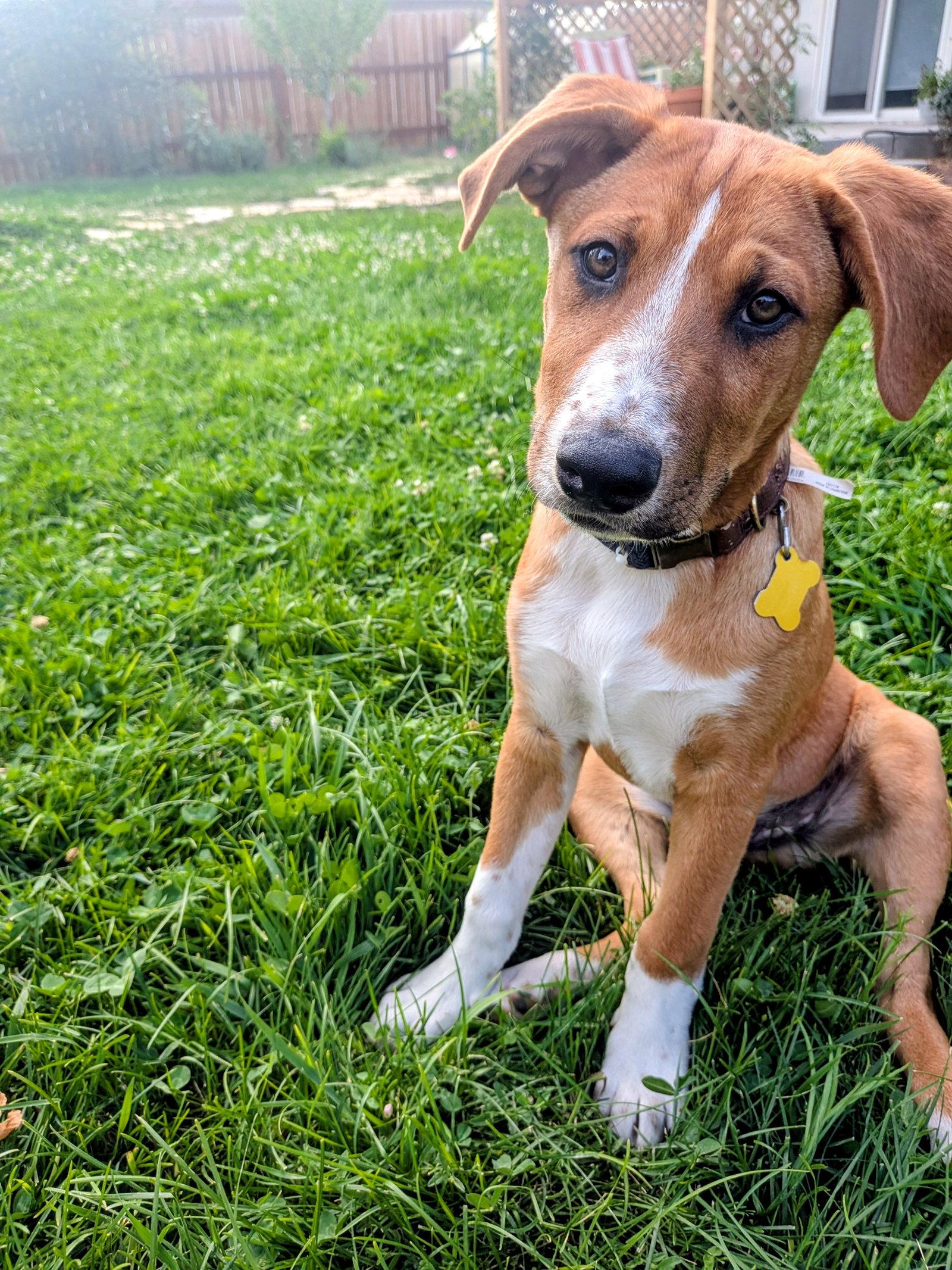 Brodiaea, a Adoptable Australian Cattle Dog / Blue Heeler in Salt Lake City, UT image 3/3