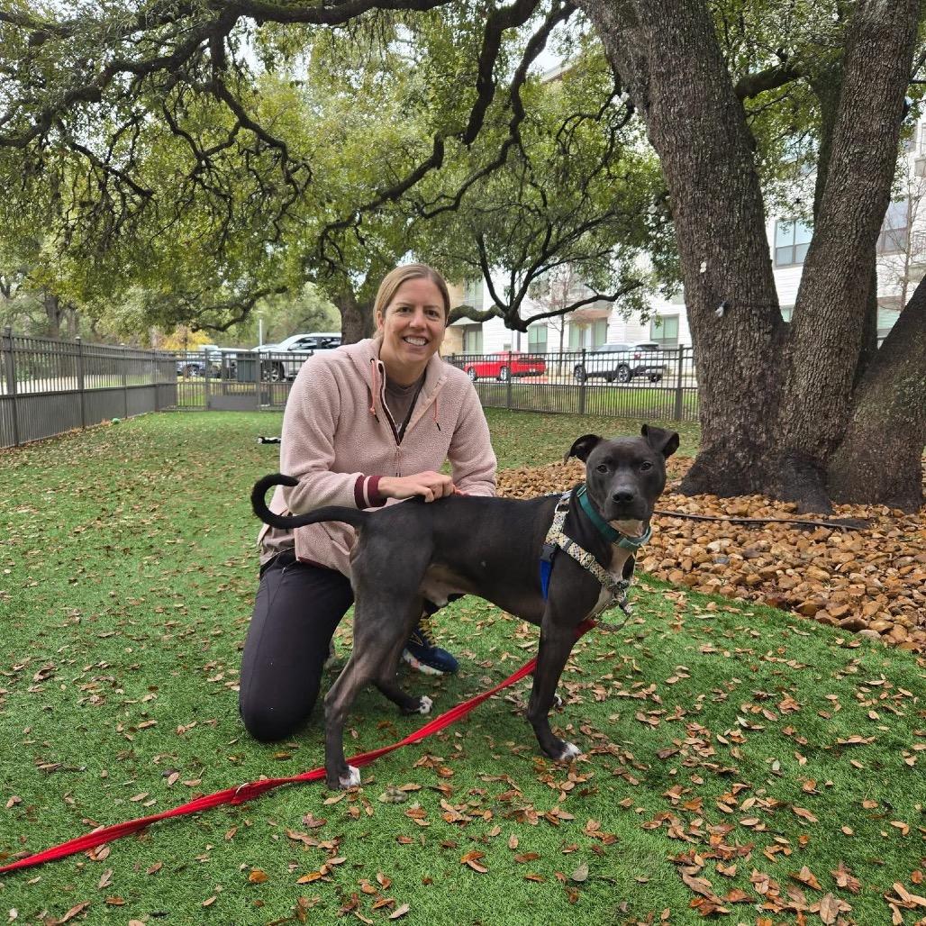 Enlarge Gonzo (CL-SS), a Adoptable Pit Bull Terrier in Austin, TX image 1/6